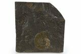 Harpoceras Ammonite Fossil - Posidonia Shale, Germany #305717-1